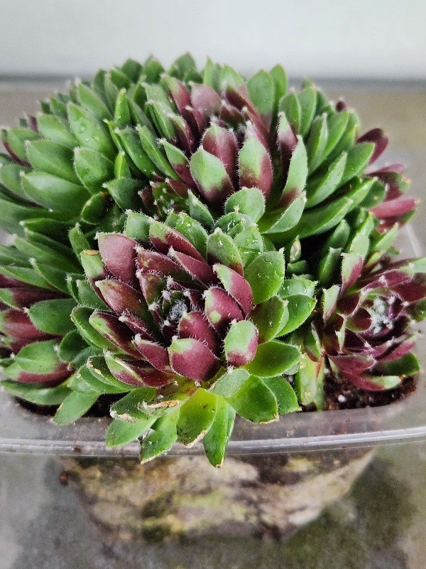 Quality 1 Sempervivum Succulent Red Color Cluster w Chicks Green Red 5″ Rooted