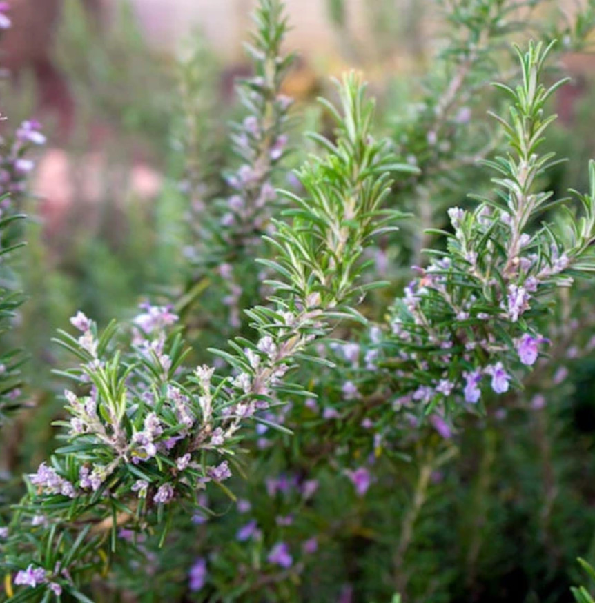 3 Tuscan Blue Rosemary Plants Live, 3–5″Tall, Evergreen Garden Herb, Ship No Pot