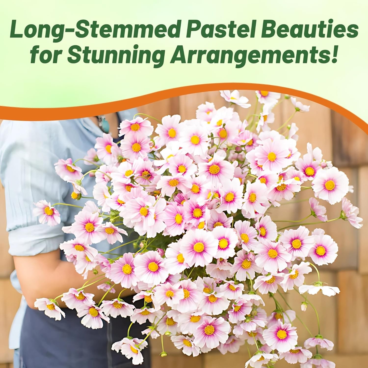 1000 Seeds Drought Tolerant Cosmos Bipinnatus Sensation Day Dream Garden