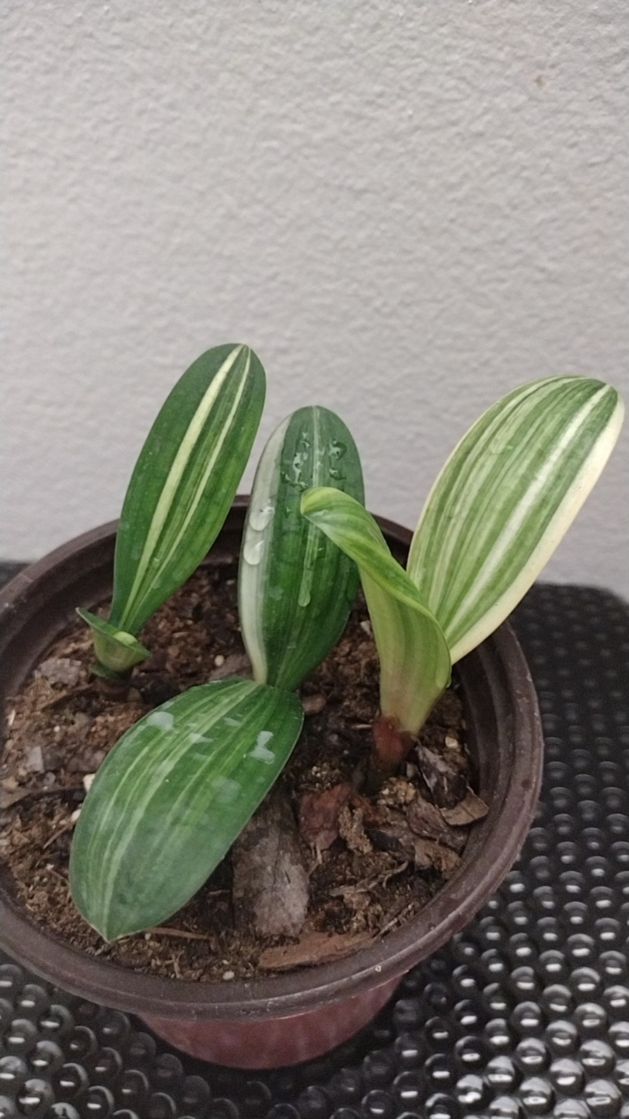 Golden Thread Variegated Clivia Golden Silk clivia