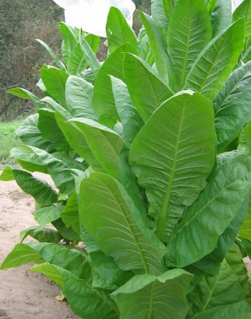 1000 Symbol 4 Tobacco Seeds ~ Early Maturing Pipe and Cig Nicotiana Tabacum