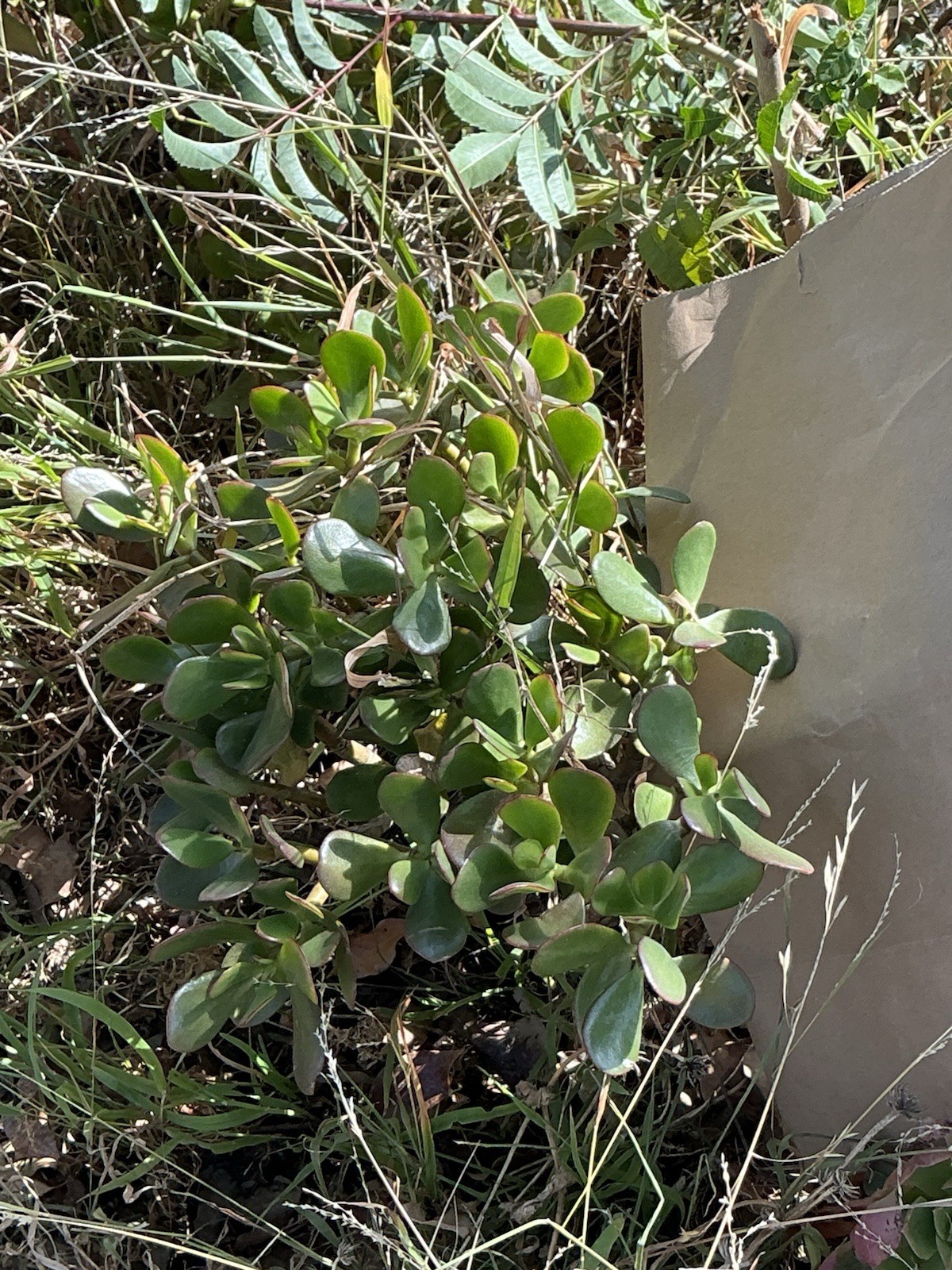 healthy jade plant with roots, Around 16” To 17” tall, rooted