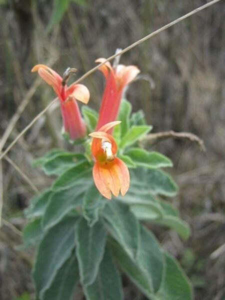 Lobelia laxiflora subsp. angustifolia | Hardy or Mexican Lobelia | 50 Tiny Seeds