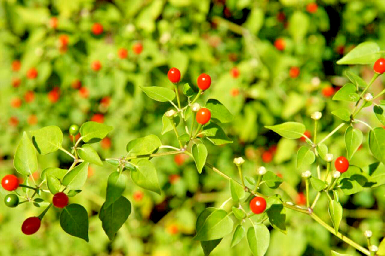 50+ CHILE PEQUIN PEPPER SEEDS (No Pods) AKA ChileTepin/Chiltepin/Bird Pepper.