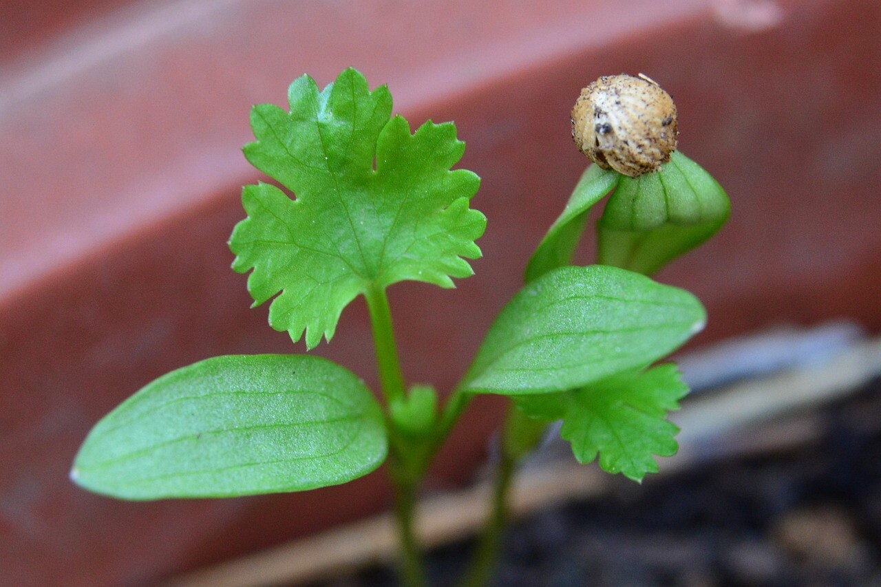 100+ Cilantro Seeds (Split), Leisure Coriander, Coriandrum sativum