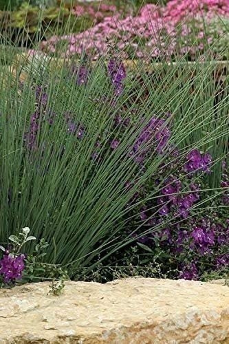 Blue Arrow Rush Grass | 2 Inch | Juncus inflexus | Ornamental Border Plant