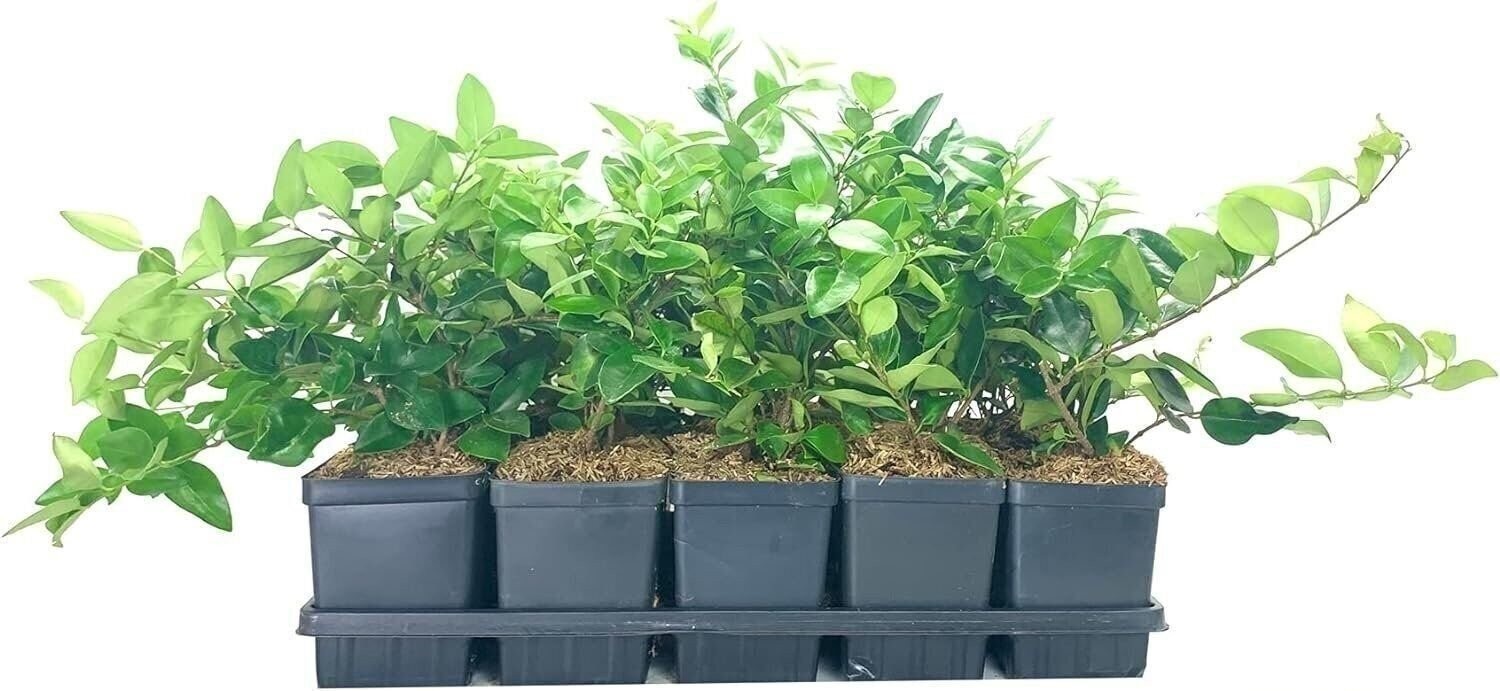 Ligustrum Waxleaf Privet | Quart | Ligustrum japonicum | Low Maintenance | Hardy
