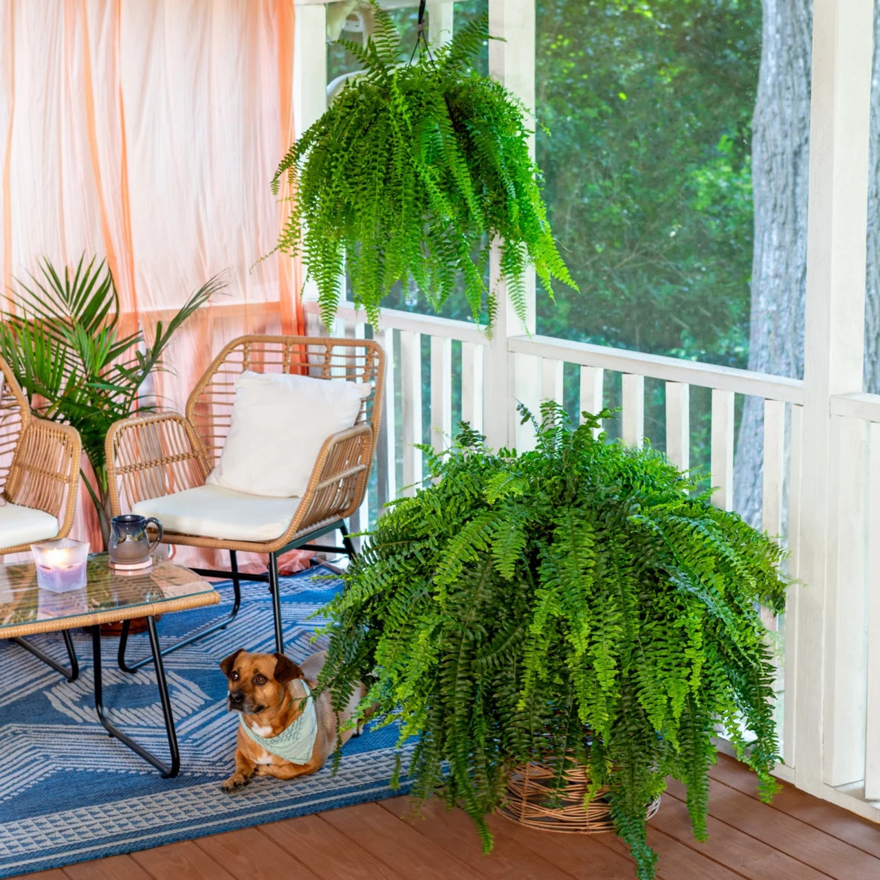Live Boston Fern Hanging Plant 20-24 Inch Indoor Outdoor Shade Plant Basket