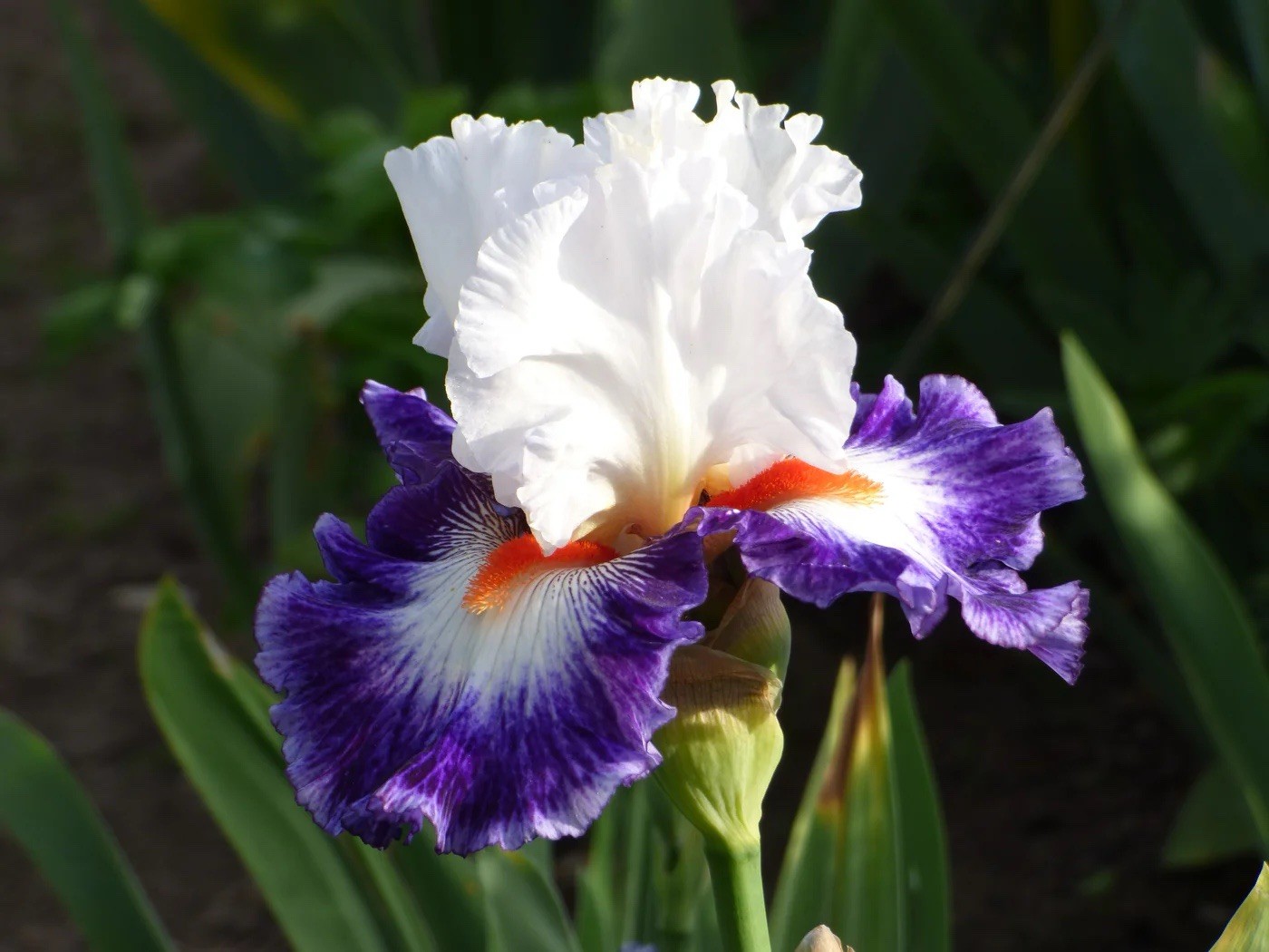 Gypsy lord Tall BEARDED IRIS – Fresh Dug Rhizome