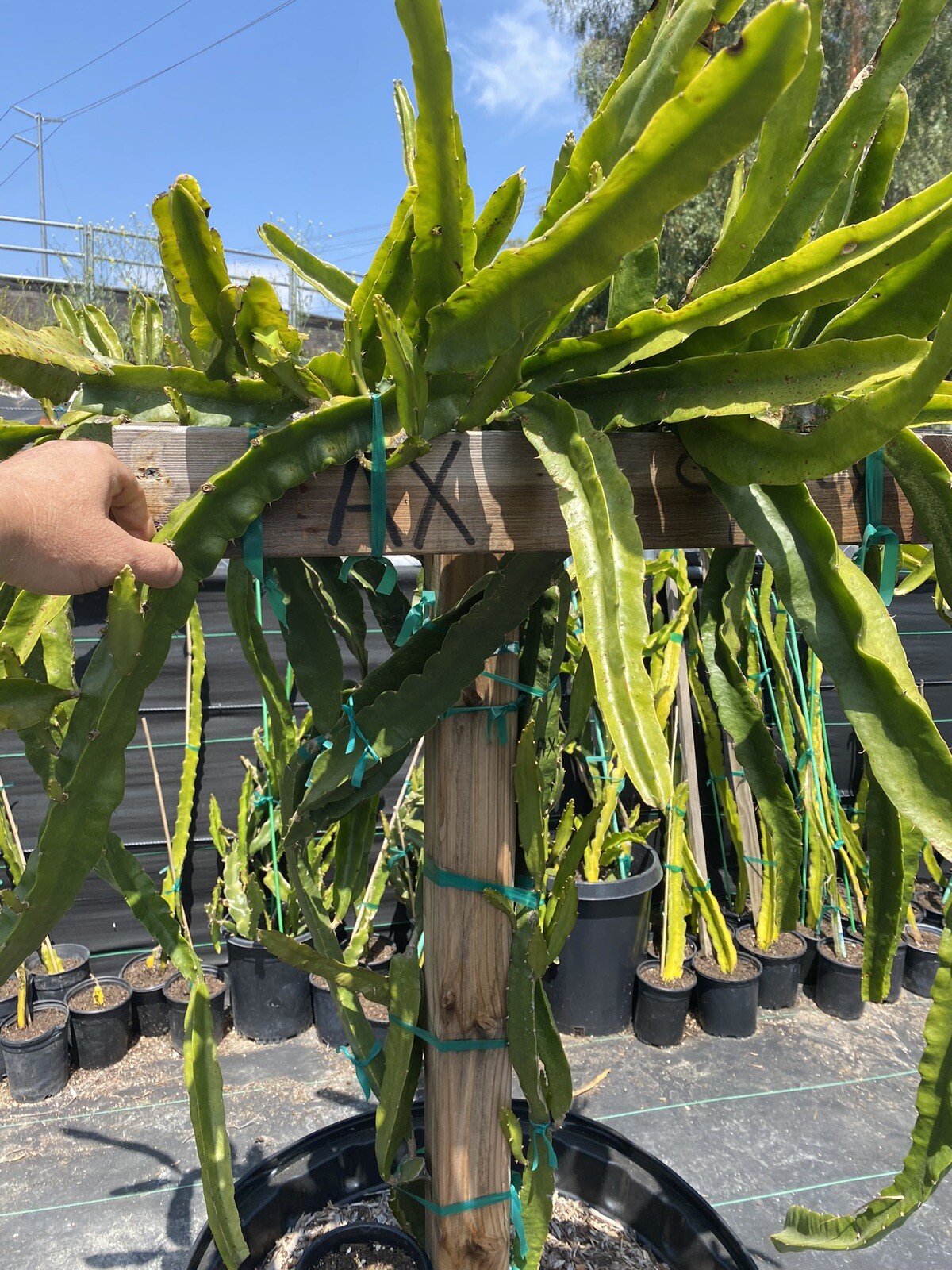 Best Dragon Fruit Cuttings 24-36”, each cutting and FREE SOLAR gopher repellent.