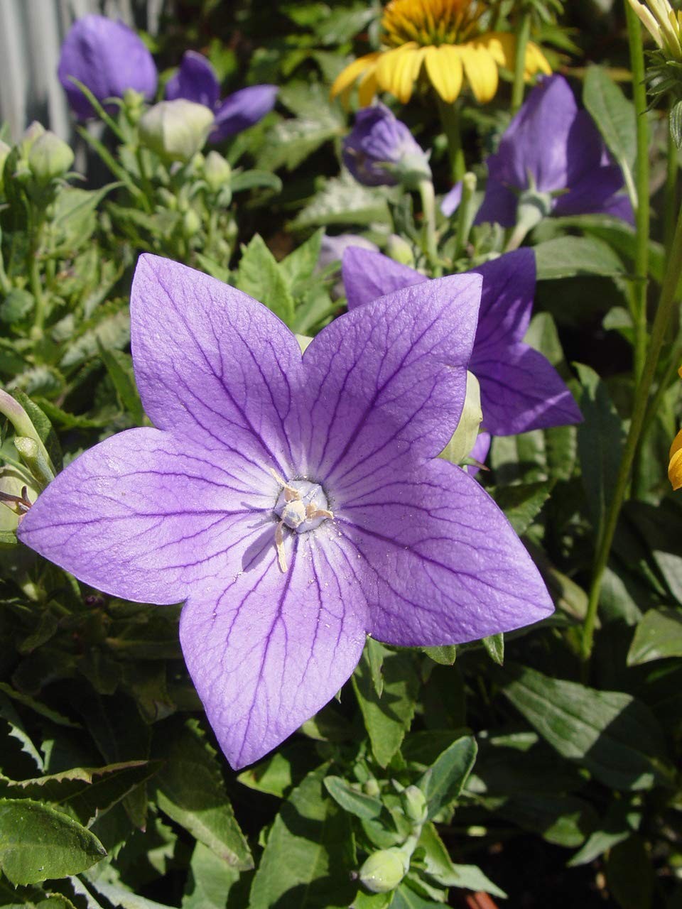 Blue Balloon Flower Perennial Platycodon Grandiflorus, 1Size Container
