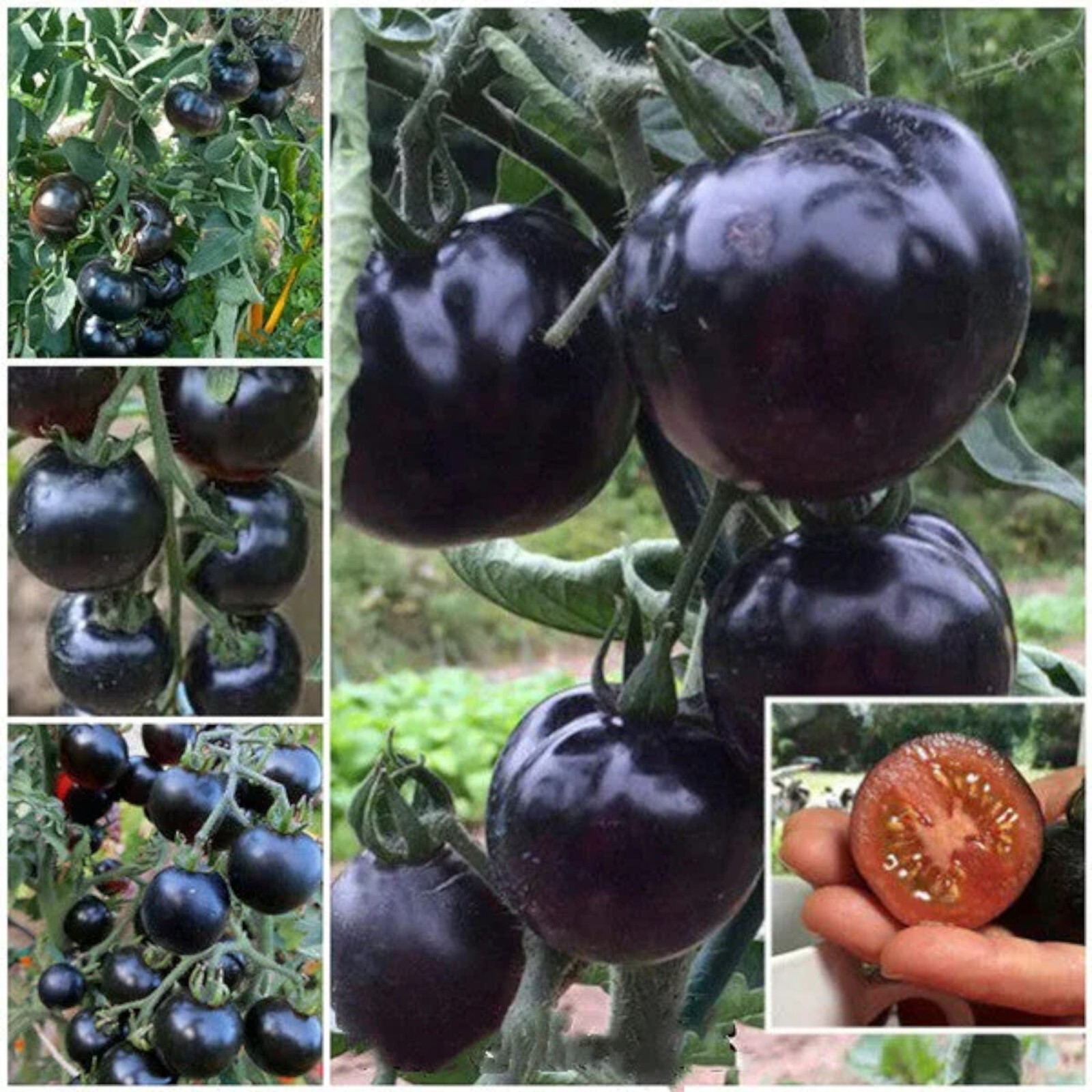 100pcs European Black Cherry Tomato Seeds – Heirloom, Non-GMO, Rich Flavor