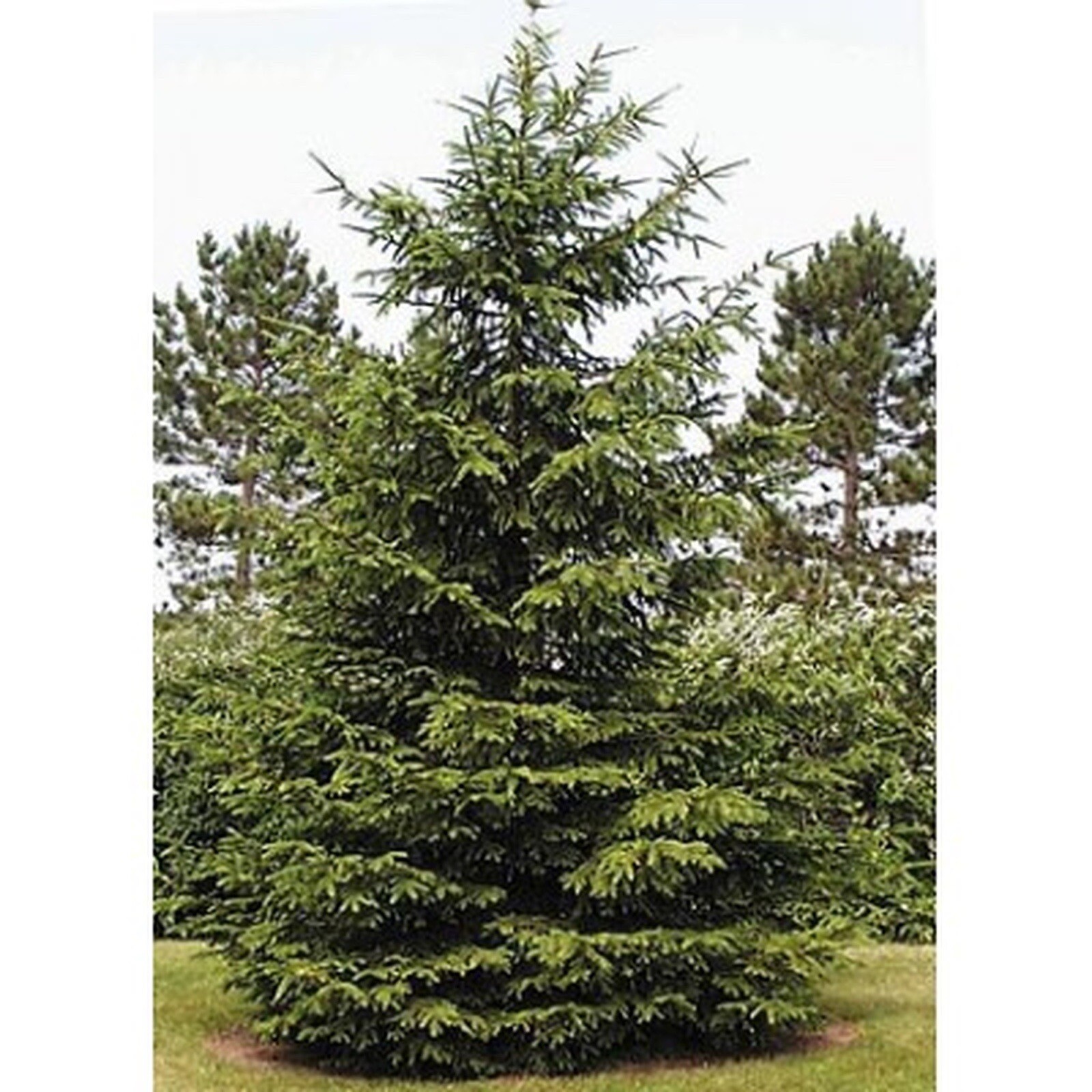 20 Pack Norway Spruce Trees(Picea abies) seedling 10 to 15 inches