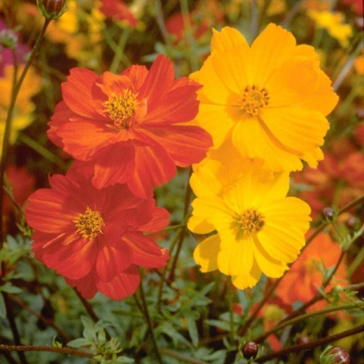 200+ Sulphur Cosmos Seeds – Bright Lights – NON GMO – Hummingbirds – Butterflies