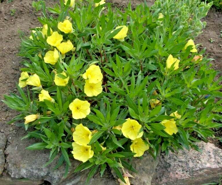 201+Dwarf MISSOURI EVENING PRIMROSE Flower Seeds Drought Groundcover Container
