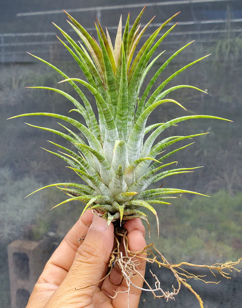 Tillandsia ionantha Domingo’s Stripes. (ionantha vanhyningii x ionantha mexico)