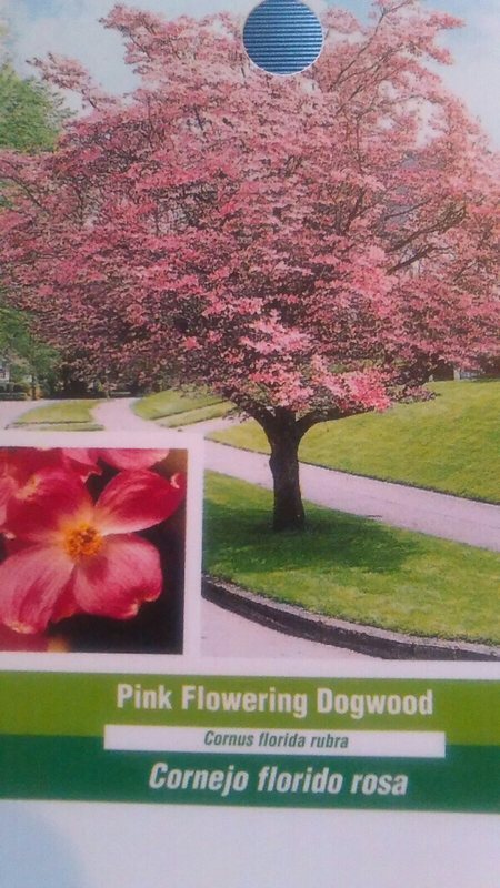 Pink Flowering Dogwood Tree Grow Own Trees Plants Landscape Shade Fruit Flowers