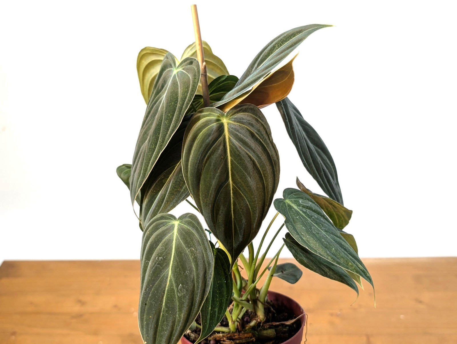 FULL & LARGE Philodendron Melanochrysum 2+ Plants per Pot – 4 Inch Pot
