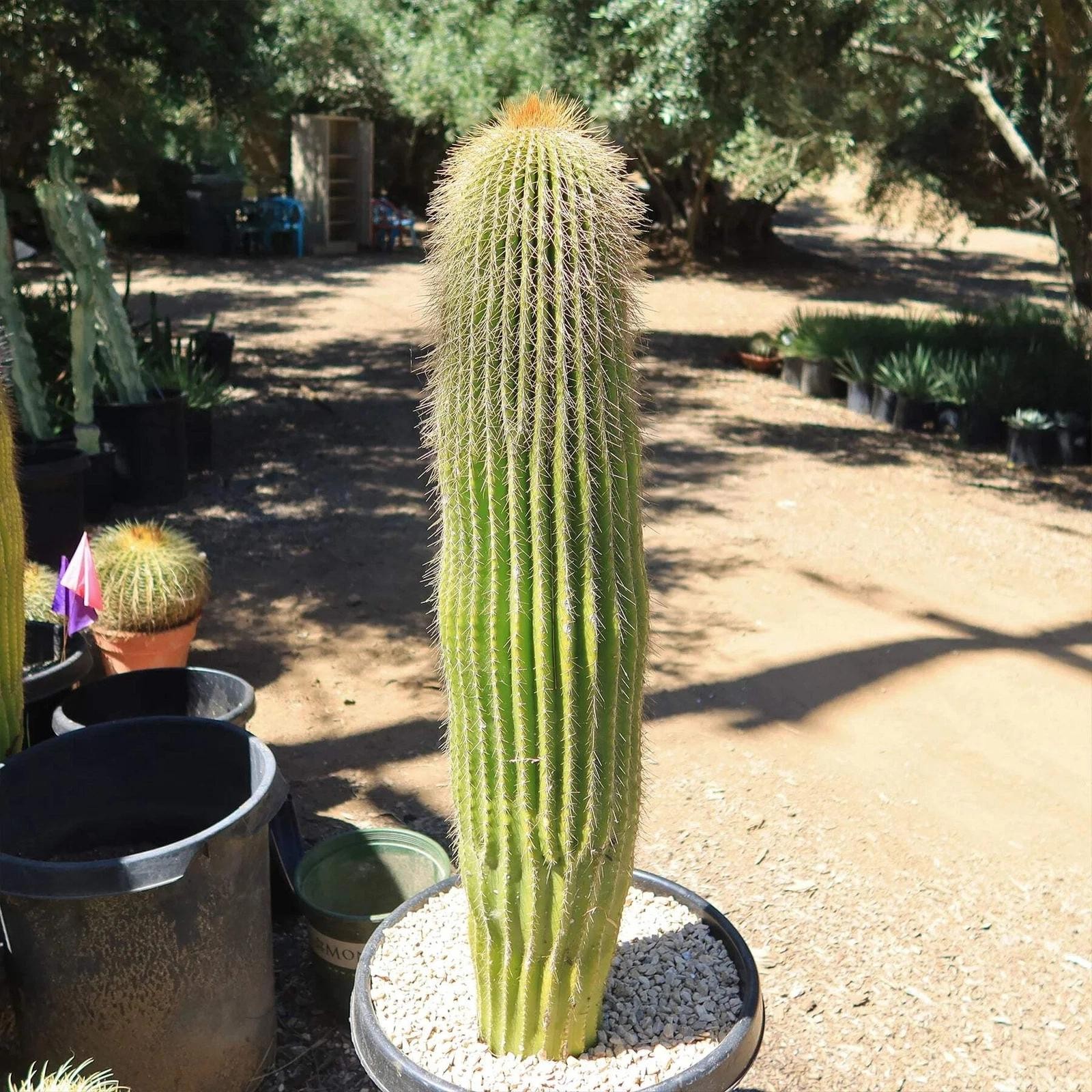 Neobuxbaumia polylopha Starter Plants Rare Columnar Cacti Succulent Live Plant