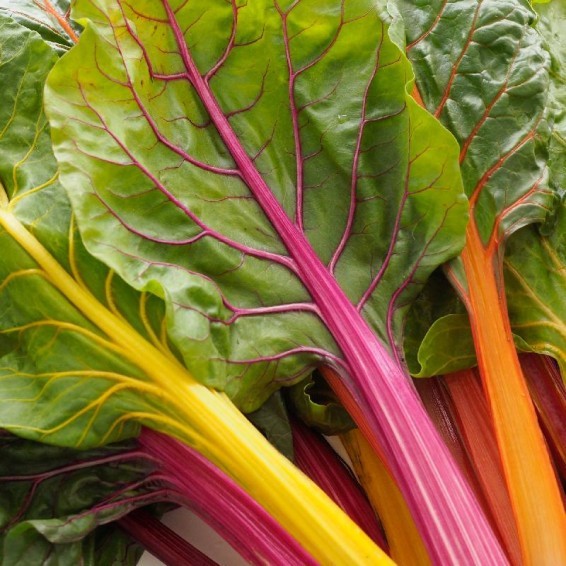 Rainbow Swiss Chard Seeds. USDA Organic. FREE SHIPPING!