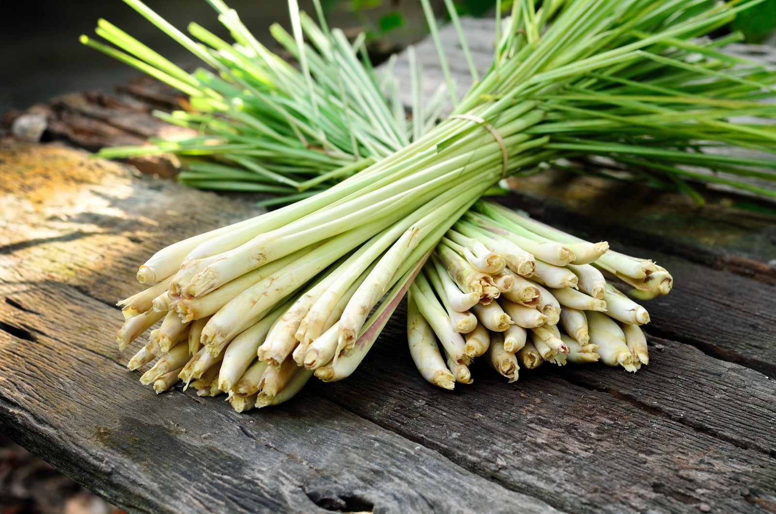 100 LEMONGRASS Lemon Grass Herb Vegetable Ornamental Cymbopogon Flexuosus Seeds