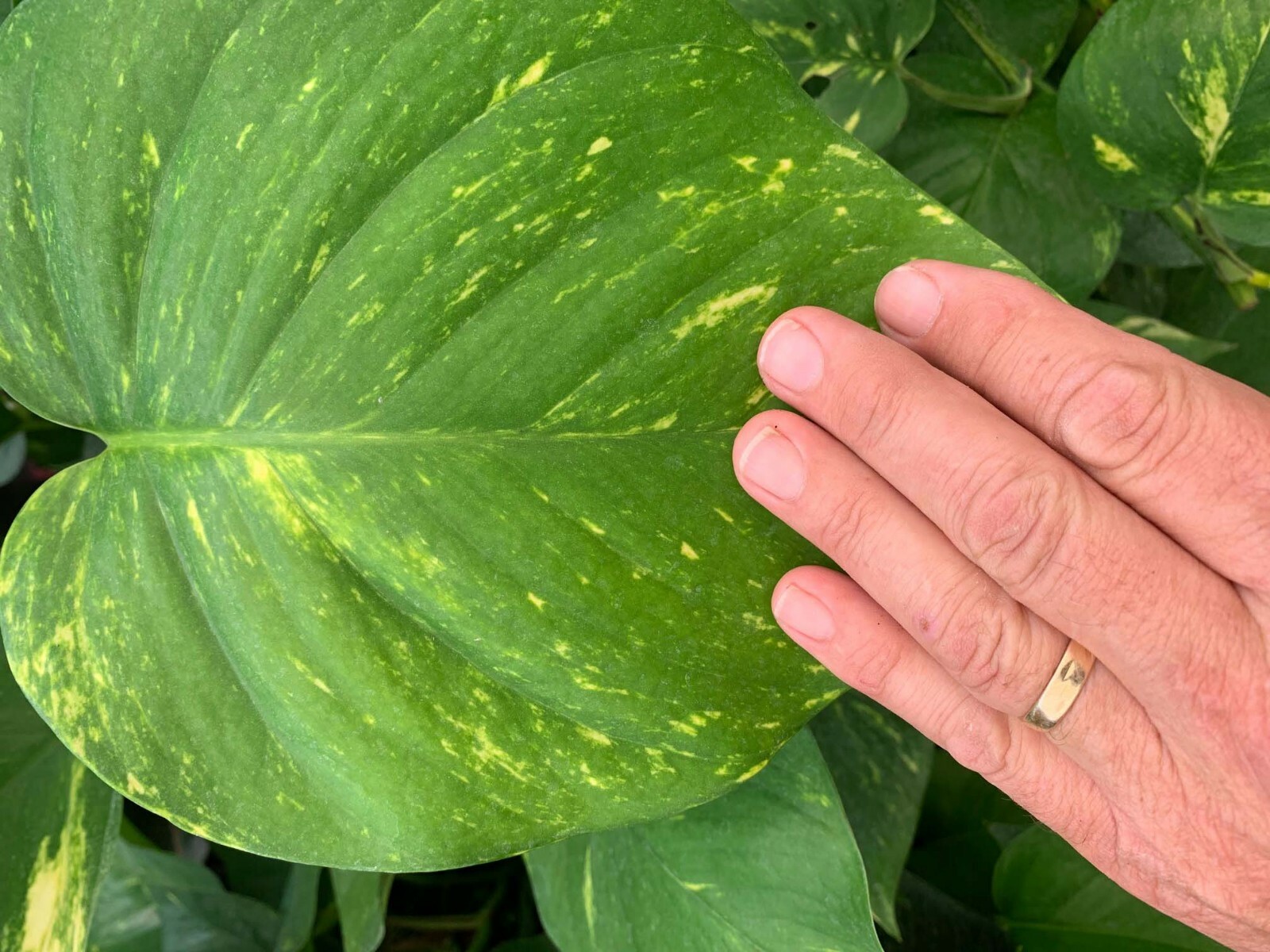Two Cuttings Climbing Giant Pothos philodendron Money tree PLANTS New Growth