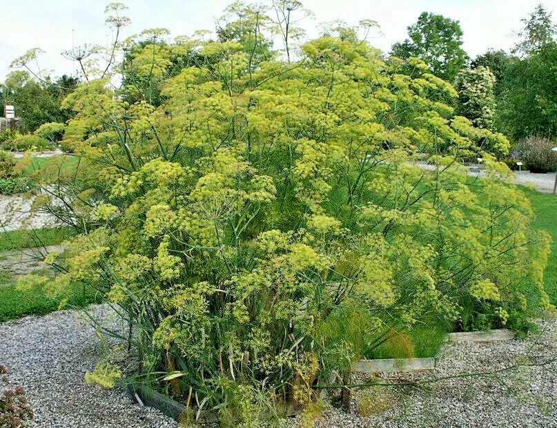 FENNEL 100 SEEDS, FERN-LIKE FOLIAGE, YELLOW FLOWERS, LICORICE FLAVER