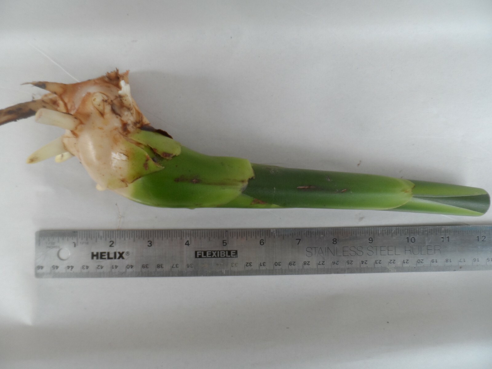 1x White Torch Ginger rhizome, Etlingera elatio. Free shipping w/ Free offer!