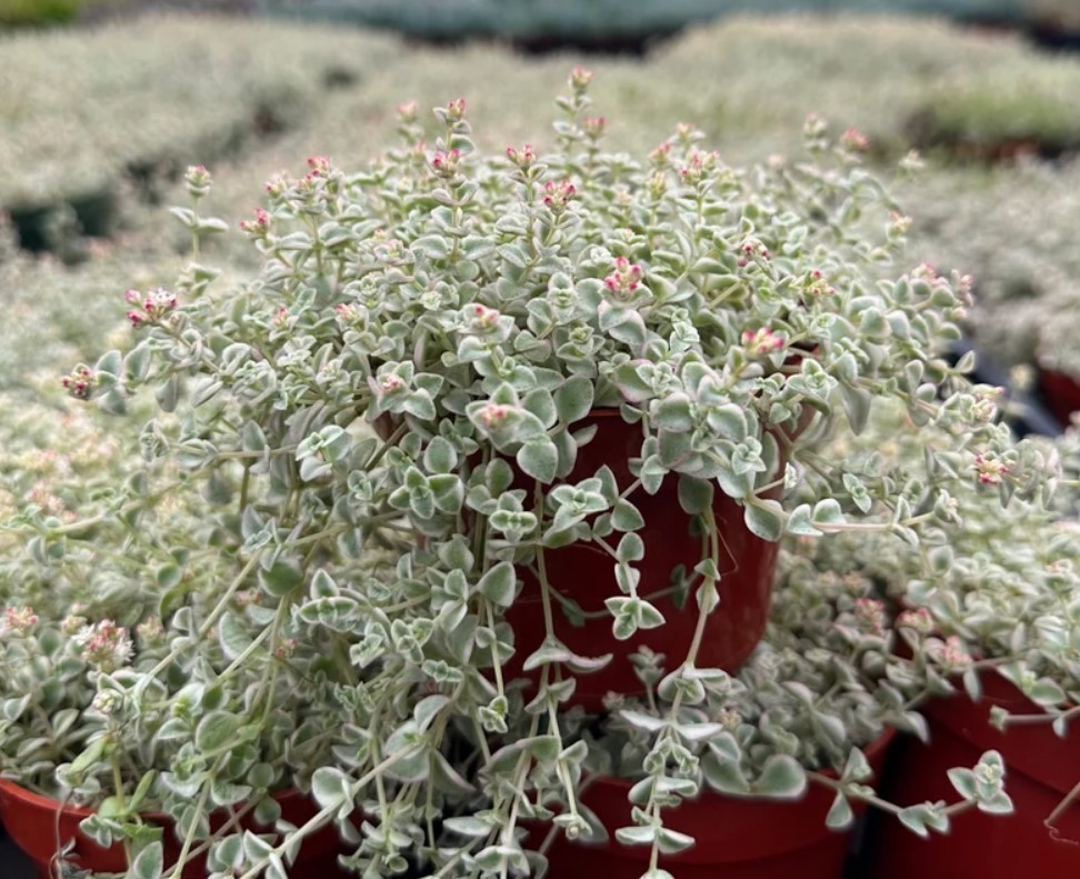 Sedum Little Missy Plant 4″ Pot – Variegated Succulent – Stonecrop Groundcover