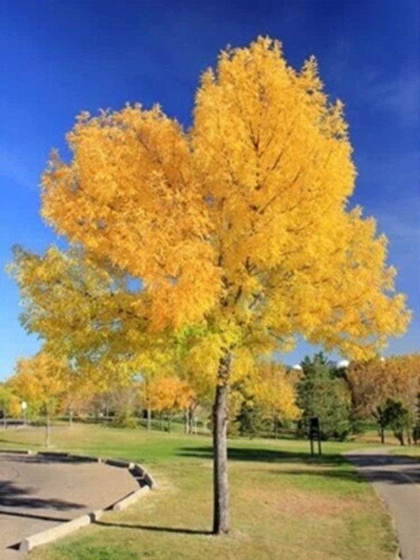 Live Ash Tree Well Rooted Plant 1-3 yo 8-40″+ Tall Native