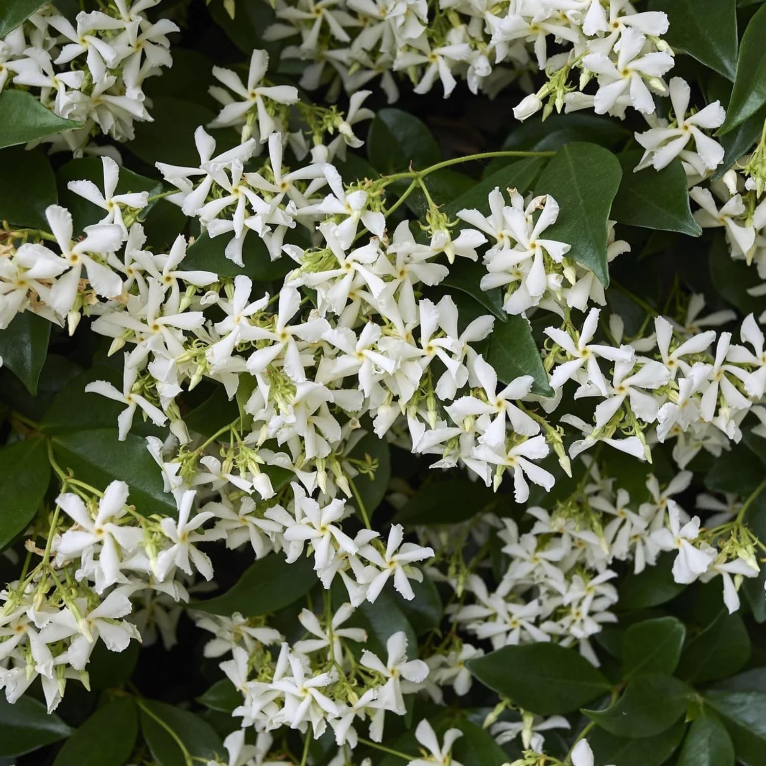 100+ Climbing Jasmine Flower Seeds Fragrant Plant for Planting Garden Home Four