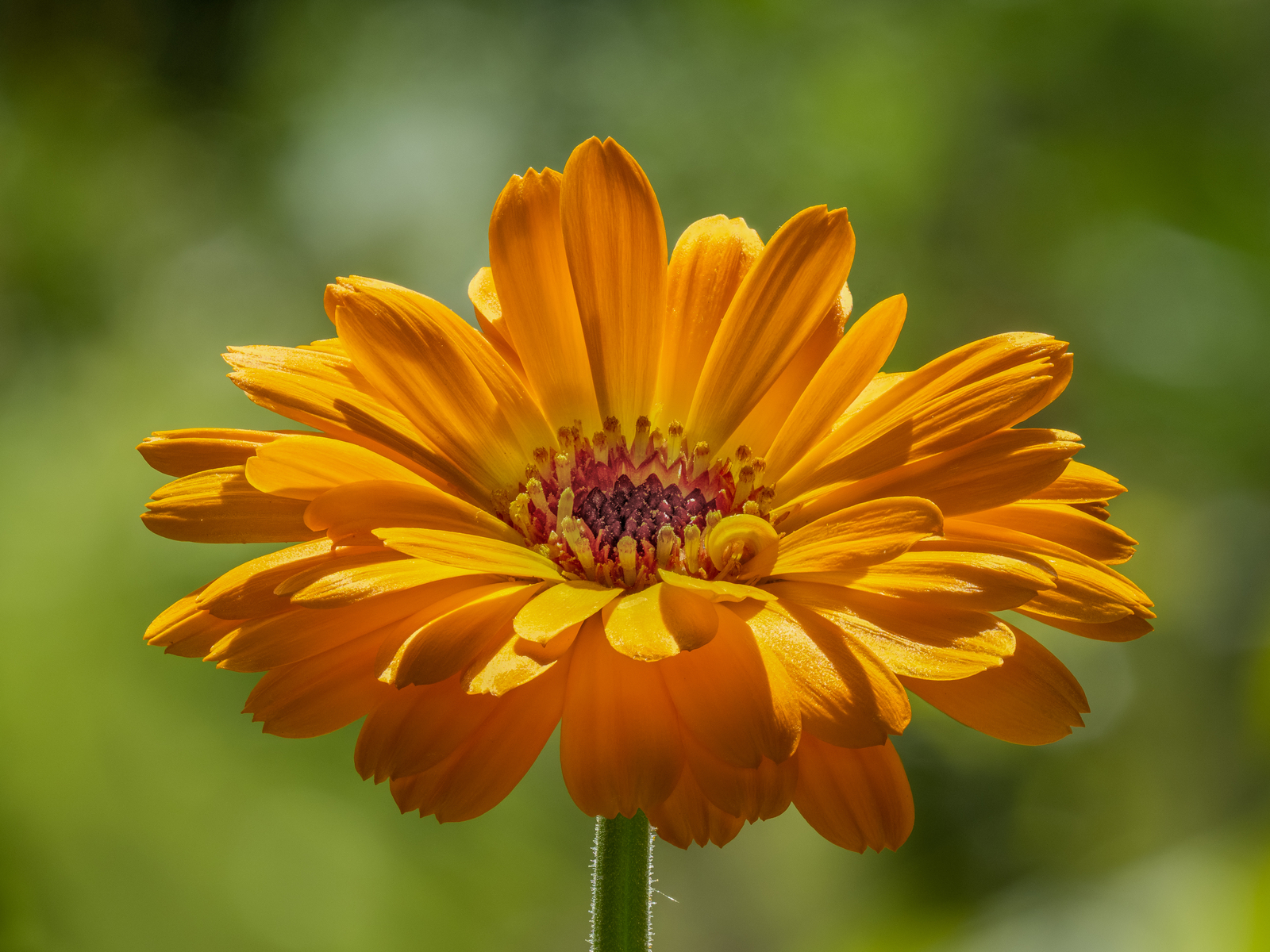 5,000 CALENDULA OFFICINALIS Seeds (Pot Marigold) | NON-GMO | Free shipping