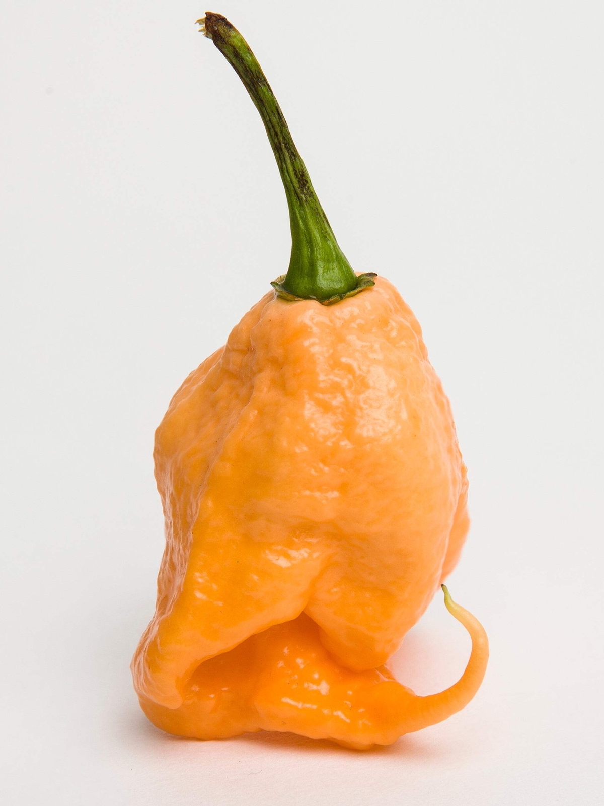 10 Peach CAROLINA REAPER PEPPER World’s Hottest Capsicum Chinense Chili Seeds