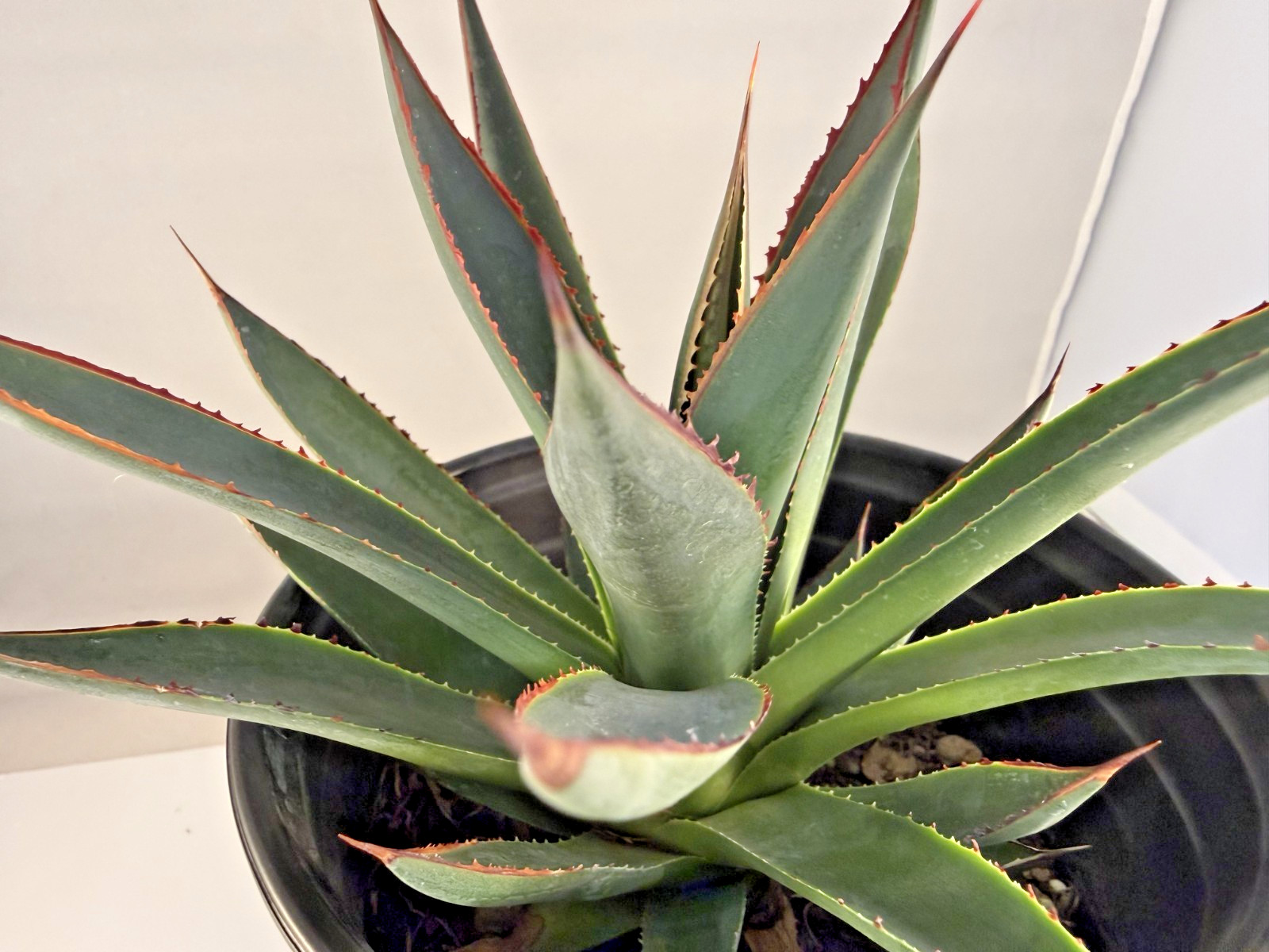 Agave Blue Glow Specimen Grade bare root plant – 4 Sizes Cactus Cacti Succulent