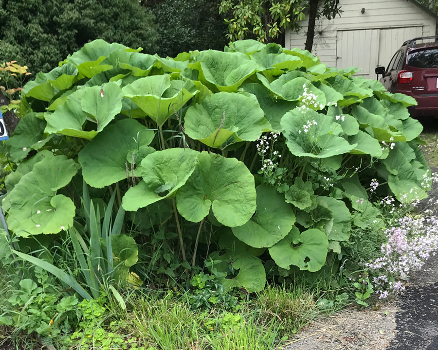 Japanese Fuki Butterbur (Petasites japonicus) -1 potted plant -8-12 in – Edible!