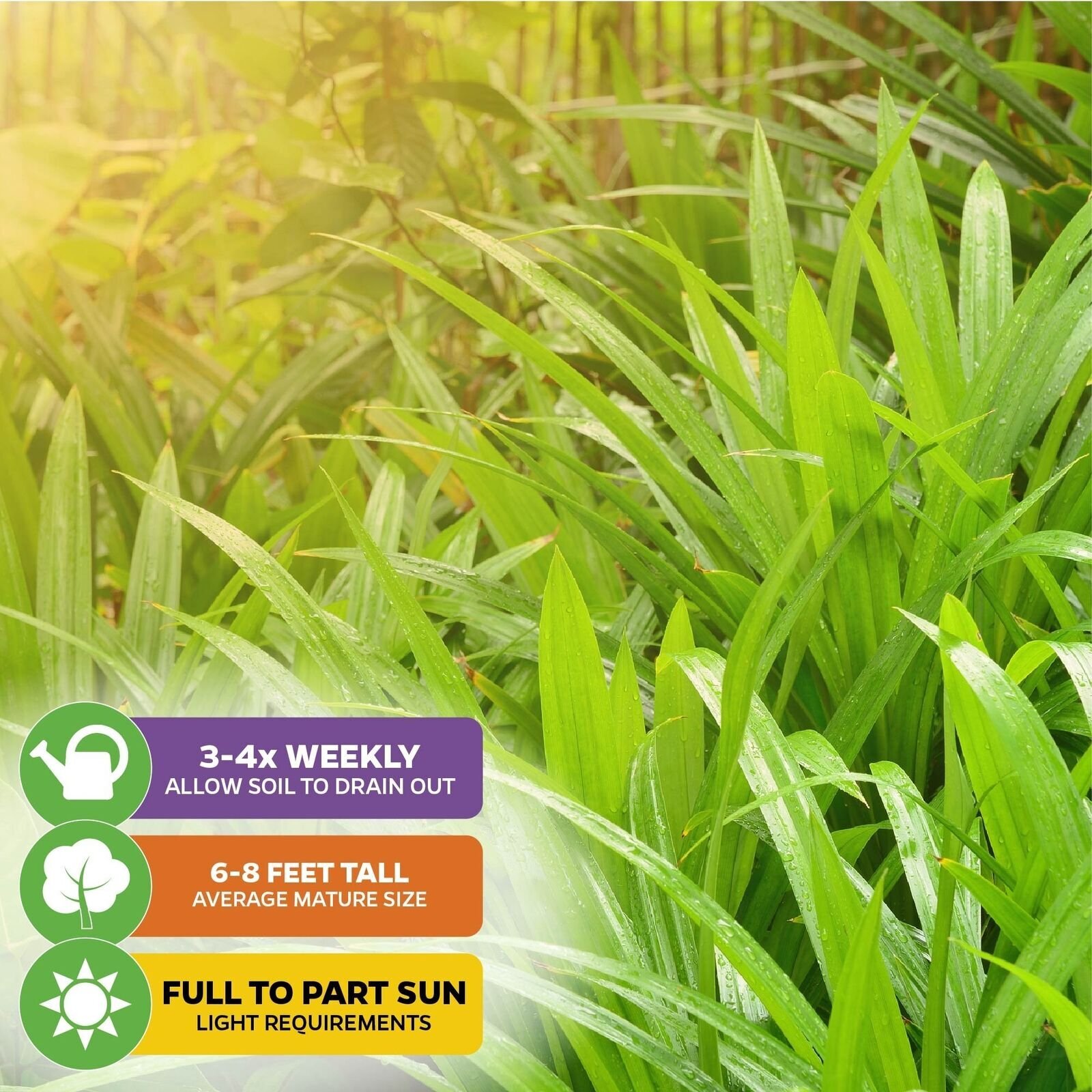 Pandan – Pandanus amaryllifolius