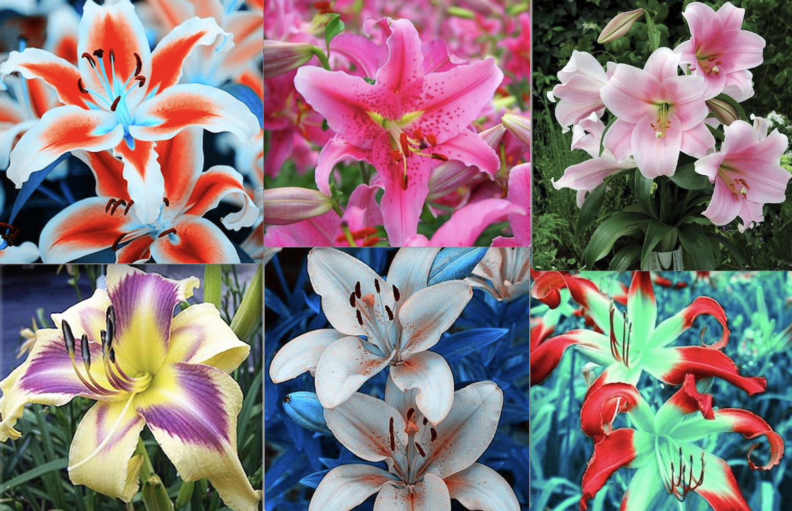20 LILY FLOWER SEEDS rare exotic bloom blossom plant garden bush for germination