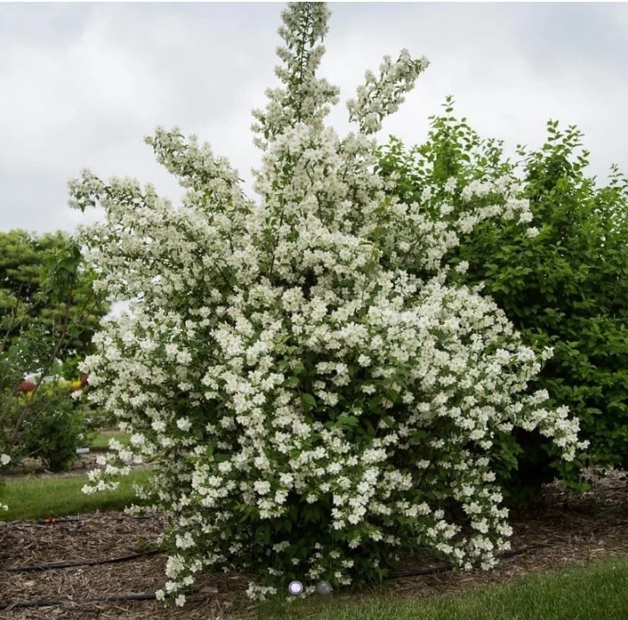 1 Large English Dogwood aka Mock Orange White Flowering Live Rooted Plant