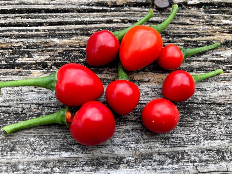 20 Classic Fresh Hot Chiltepin Premium Pepper Seeds-A 19