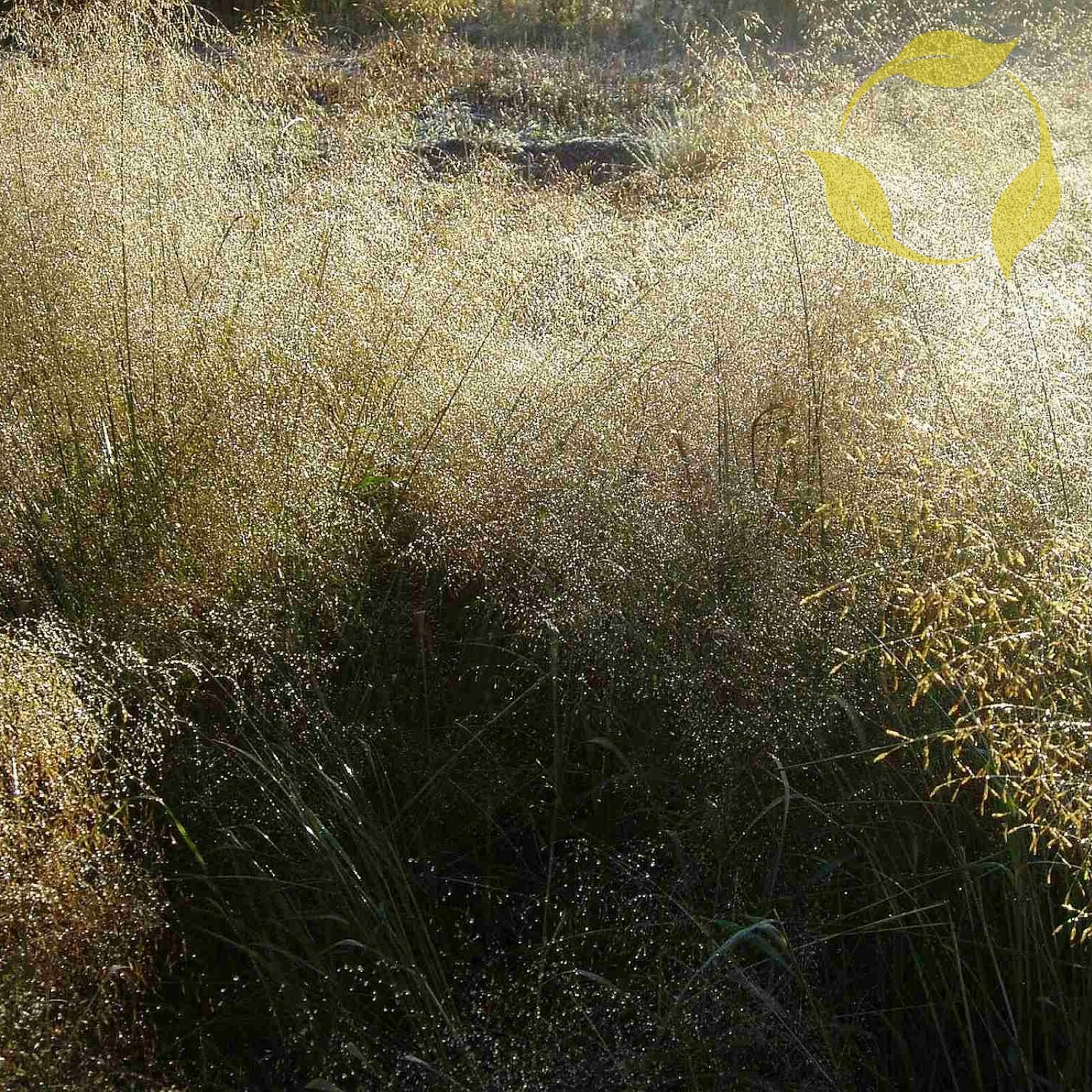 SAND LOVEGRASS Eragrostis Trichoides – 100+ SEEDS