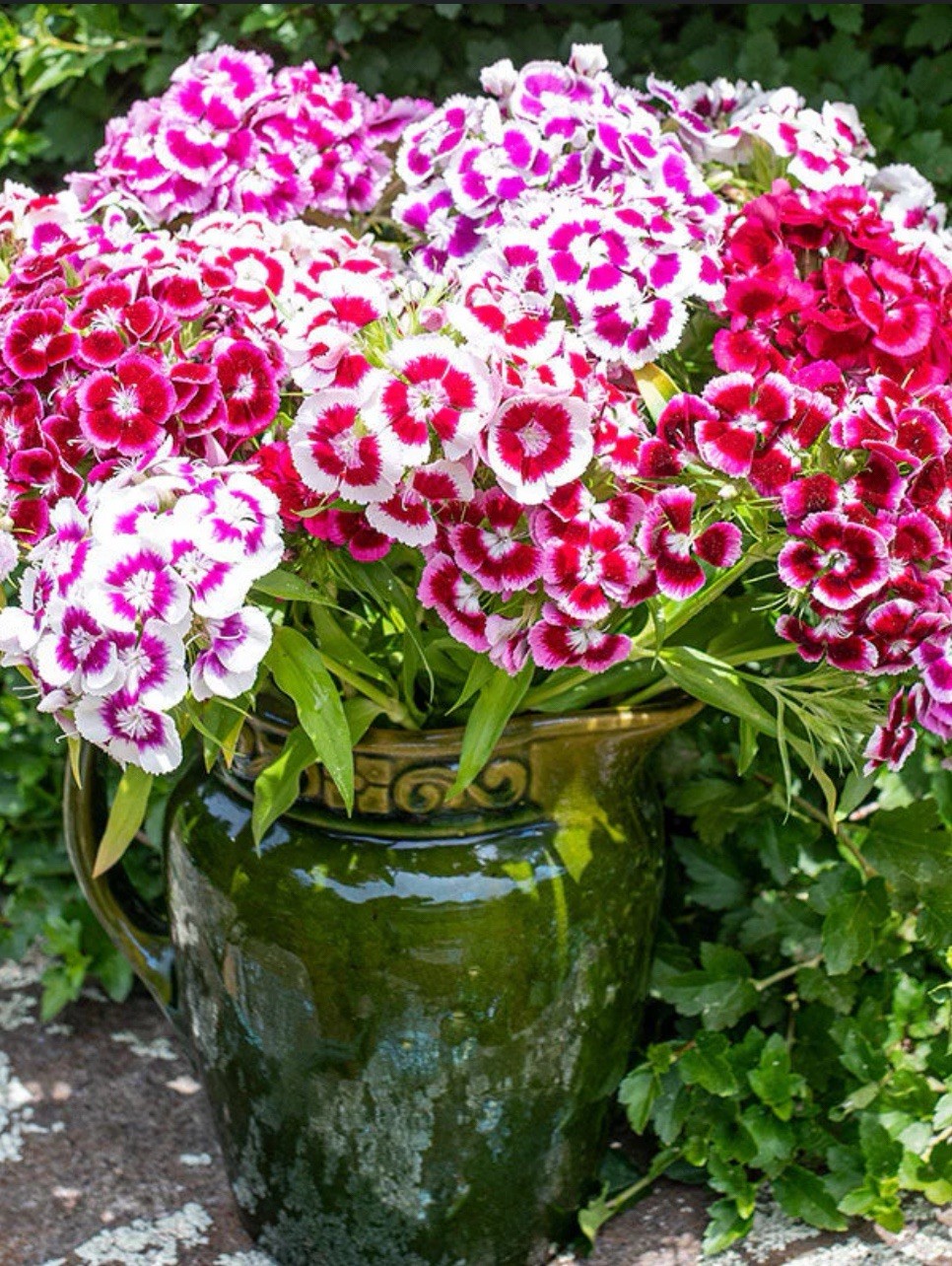 100+ SWEET WILLIAM SEEDS – DIANTHUS – PERENNIAL – Mixed Colors – Fragrant