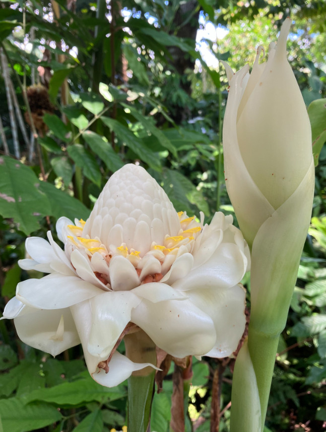 2 White Torch Ginger Plants with Rhizomes Etlingera Elatio Ginger Lily Well Root