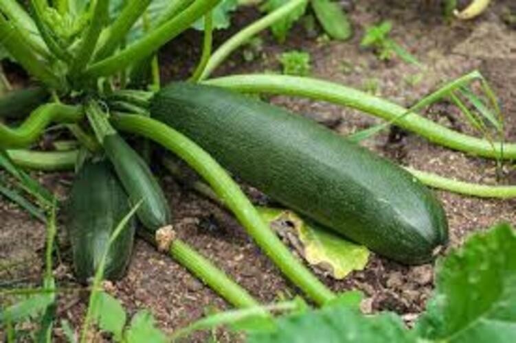 2 Green Zucchini Plants in 4″ Pot, Vegetable GARDEN planting NON-GMO