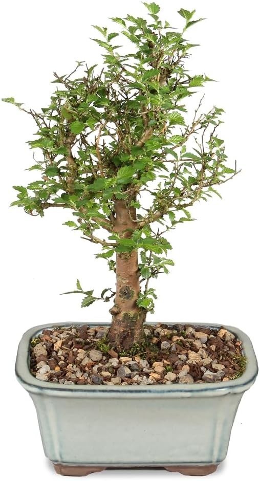 Outdoor-Friendly Chinese Elm Bonsai Tree, 6-8 Inches Tall, Low Maintenance Charm