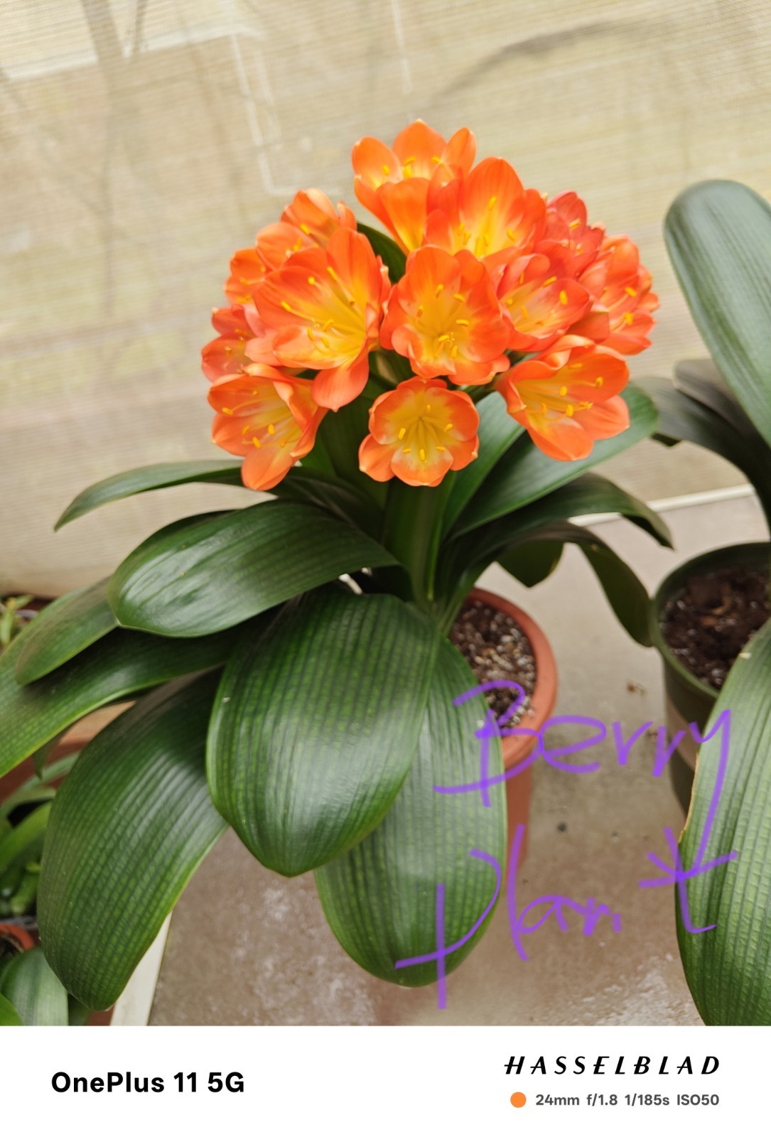 4 Clivia Seedlings (2 Leaves, Red x Orange Color Super Monk)