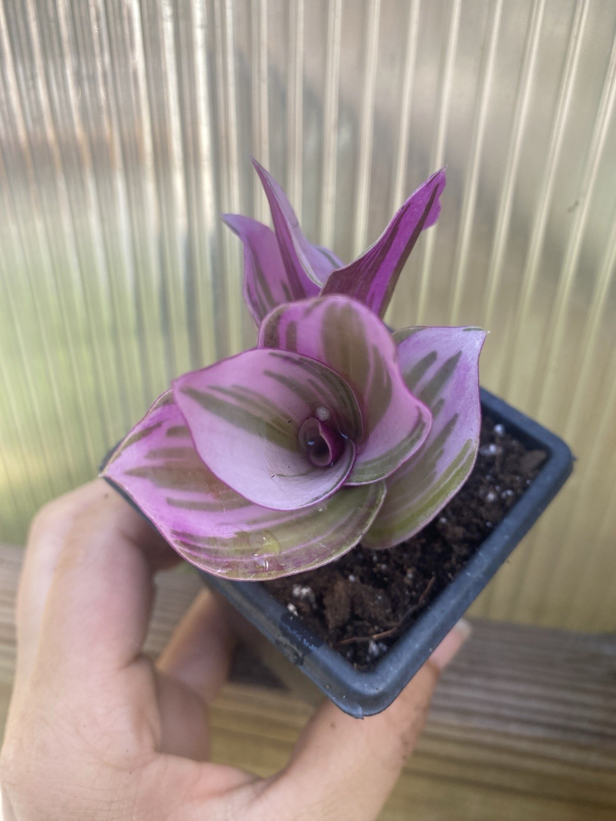 Tradescantia Nanouk 2 Rooted Cuttings In 2” Pot Live Houseplant