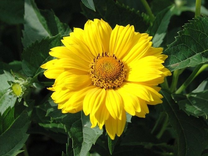 HELIOPSIS – FALSE SUNFLOWER – 4 LIVE PLANTS -SEE DESCRIPTION – LOOK!