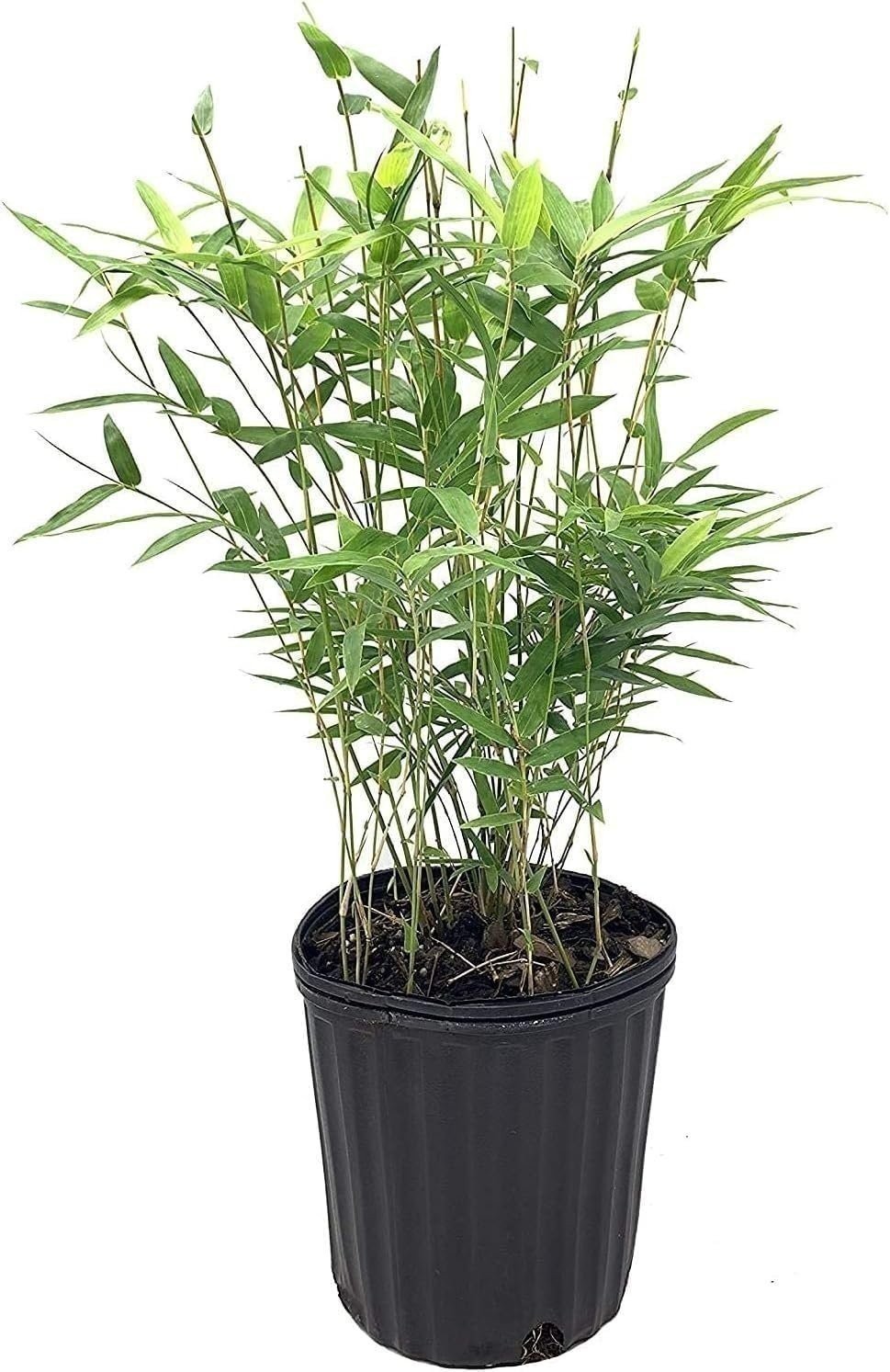 Green Hedge Bamboo | Live Plants | Non-Invasive Clumping Bamboo | Screening…