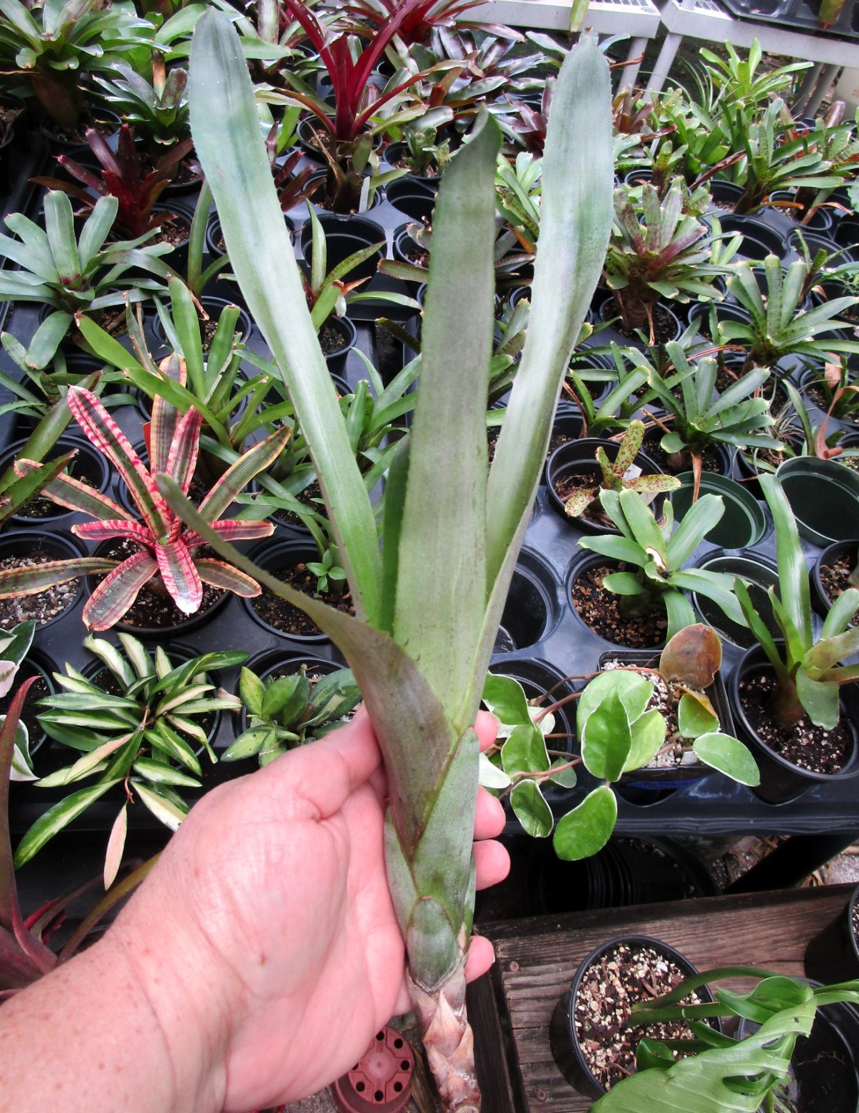 BUY 4 SAVE 15% BROMELIAD Canistrum PICKELII Offset – RARE Find