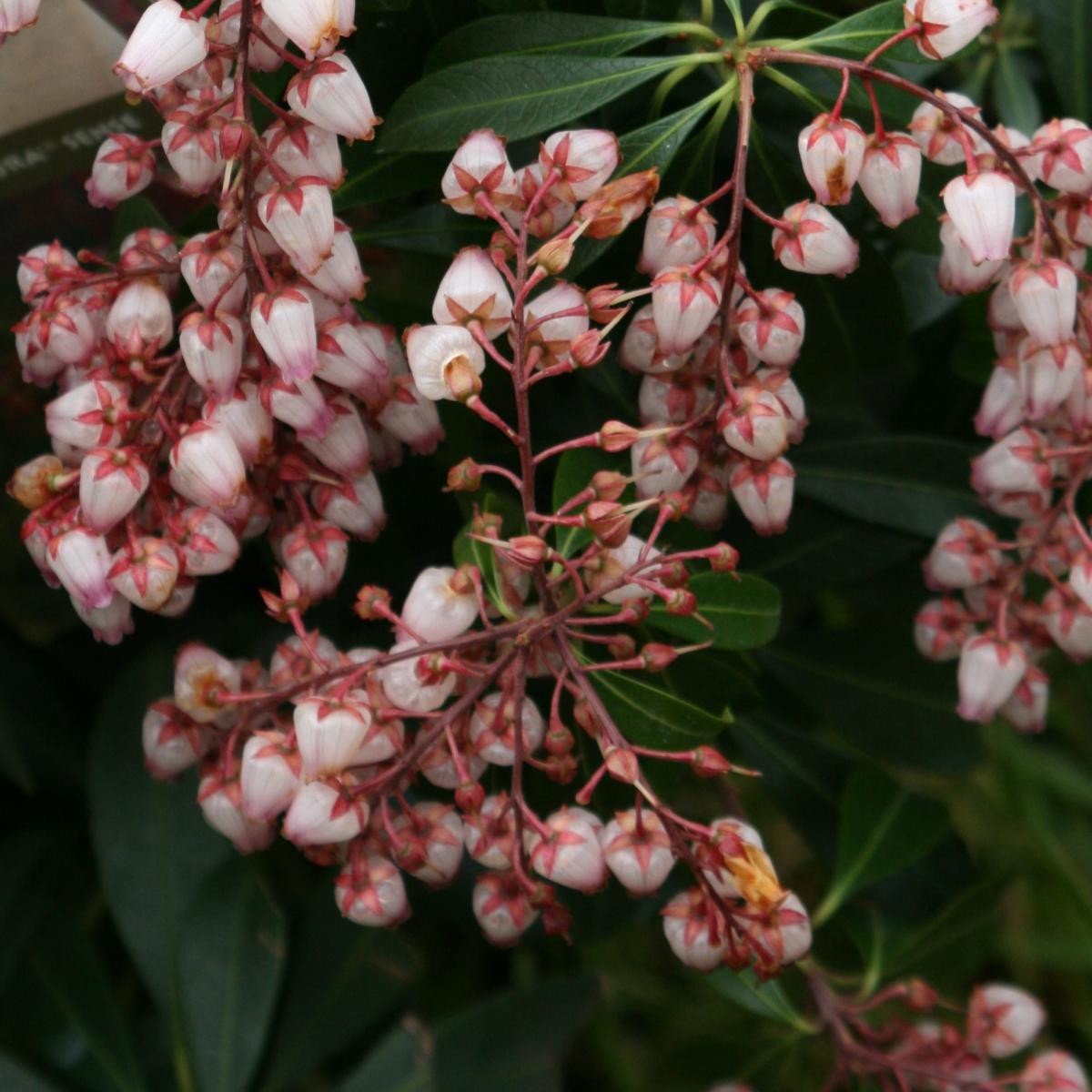 KATSURA PIERIS JAPONICA RED JAPANESE ANDROMEDA LIVE STARTER PLANT 6+ INCHES